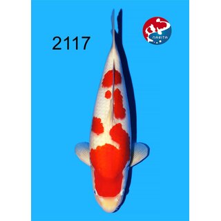 Tamaura - Narita Showquality Kohaku 47cm geb. 2025 Aus...