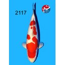 Tamaura - Narita Showquality Kohaku 47cm geb. 2025 Aus...