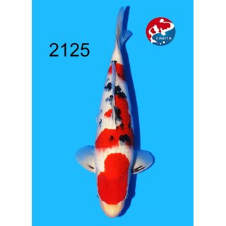 Tamaura - Narita Showquality Sanke 41cm geb. 2025 Aus...