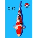 Tamaura - Narita Showquality Sanke 41cm geb. 2025 Aus...