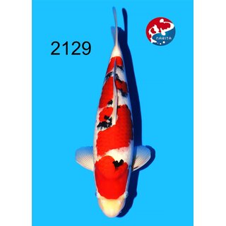 Tamaura - Narita Showquality Sanke 45cm geb. 2025 Aus...