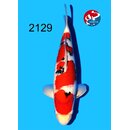 Tamaura - Narita Showquality Sanke 45cm geb. 2025 Aus...
