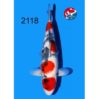 Tamaura - Narita Showquality Showa 45cm FEMALE geb. 2025...
