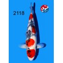 Tamaura - Narita Showquality Showa 45cm FEMALE geb. 2025...