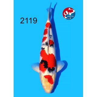 Tamaura - Narita Showquality Sanke 40cm FEMALE geb. 2025...