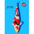 Tamaura - Narita Showquality Sanke 40cm FEMALE geb. 2025...