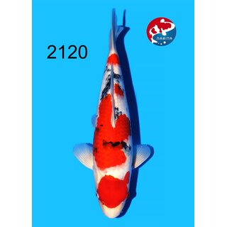 Tamaura - Narita Showquality Sanke 44cm FEMALE geb. 2025...