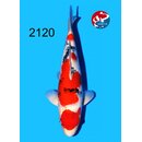 Tamaura - Narita Showquality Sanke 44cm FEMALE geb. 2025...