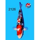 Tamaura - Narita VHQ/SHQ Showa 48cm FEMALE geb. 2025 Aus...