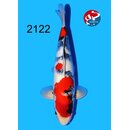 Tamaura - Narita VHQ/SHQ Showa 42cm geb. 2025 Aus Narita...