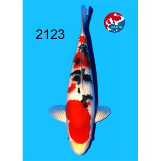 Tamaura - Narita VHQ/SHQ Sanke 40cm geb. 2025 Aus Narita...