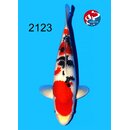 Tamaura - Narita VHQ/SHQ Sanke 40cm geb. 2025 Aus Narita...