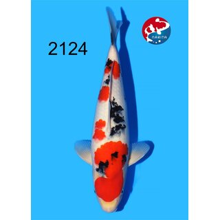 Tamaura - Narita VHQ/SHQ Sanke 41cm geb. 2025 Aus Narita...