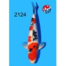 Tamaura - Narita VHQ/SHQ Sanke 41cm geb. 2025 Aus Narita...