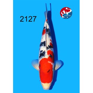 Tamaura - Narita VHQ/SHQ Sanke 43cm geb. 2025 Aus Narita...