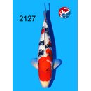 Tamaura - Narita VHQ/SHQ Sanke 43cm geb. 2025 Aus Narita...