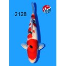 Tamaura - Narita VHQ/SHQ Sanke 45cm geb. 2025 Aus Narita...