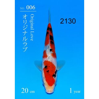Sakai SFF VHQ Sanke 20cm geb. 2026  Aus Sakai Auktion /...