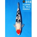 Izumiya VHQ Tancho Sanke 49cm geb. 2025 FEMALE Niigata...