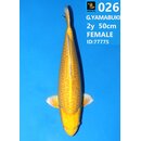 Izumiya Showquality Ginrin Yamabuki 50cm geb. 2025 FEMALE...