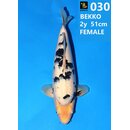 Izumiya VHQ Shiro Bekko 51cm geb. 2025 FEMALE Niigata...
