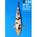 Izumiya Showquality Shiro Bekko 50cm geb. 2025 FEMALE...