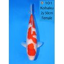 Ooya Showquality Kohaku 50cm geb. 2025 FEMALE Niigata...