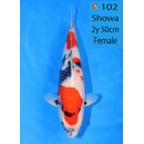 Ooya Showquality Showa 50cm geb. 2025 FEMALE Niigata...