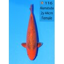 Ooya Showquality Aka Matsuba 44cm geb. 2025 FEMALE...