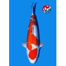 Matsue VHQ Ginrin Sanke 45cm geb. 2025 Aus Auktion /...