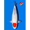 Matsue VHQ Tancho Kohaku 47cm FEMALE geb. 2025 Aus...