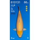Ogata HQ Karashi 66cm FEMALE geb. 2024 Aus Ogata Auktion...