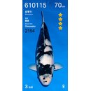 Ogata VHQ Shiro Utsuri 70cm FEMALE geb. 2024 Aus Ogata...