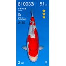 Ogata HQ Doitsu Sanke 51cm FEMALE geb. 2025 Aus Ogata...