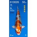 Ogata VHQ Kujaku 50cm FEMALE geb. 2025 Aus Ogata Auktion...