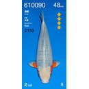 Ogata VHQ Asagi 48cm FEMALE geb. 2025 Aus Ogata Auktion /...