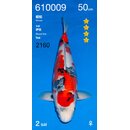 Ogata VHQ Showa 50cm FEMALE geb. 2025 Aus Ogata Auktion /...