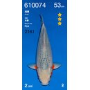Ogata HQ Asagi 53cm FEMALE geb. 2025 Aus Ogata Auktion /...