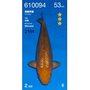 Ogata HQ Ginrin Chagoi 53cm FEMALE geb. 2025 Aus Ogata...