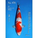 Omosako VHQ Kohaku 50cm FEMALE MA3 Jr. geb. 2025 Aus...