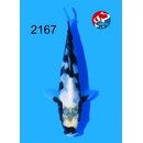 Taniguchi - Narita Showquality Hajiro 16cm geb. 2026  Aus...