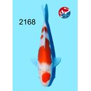 Kondo - Narita Showquality Kohaku 17cm geb. 2026  Aus...