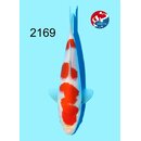 Kondo - Narita Showquality Kohaku 18cm geb. 2026  Aus...