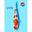 Kondo - Narita High Showquality Ginrin Kohaku 17cm geb....