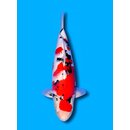 Hosokai Best Nisai Sanke of Farm Toplevel Showclass Sanke...