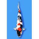 Isa Showquality Showa 38cm FEMALE geb. 2025 Aus Auktion /...