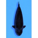 Dainichi VHQ Black Diamond 81cm FEMALE geb. 2021 Aus...