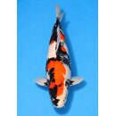 NND Highclass / Showquality Showa Female 65cm geb. 2024 /...
